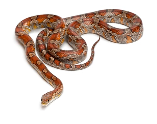 Preview: Miami Corn Snake or Red Rat Snake, Pantherophis guttatus, in front of white background