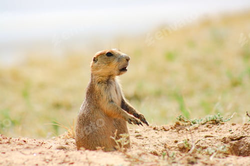 Preview: Alert prairie dog in natural habitat.