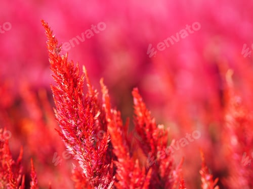 Preview: flowers blooming in garden blurred of nature background, Celosia plumose, Plumed Celusia, Wool Flowe