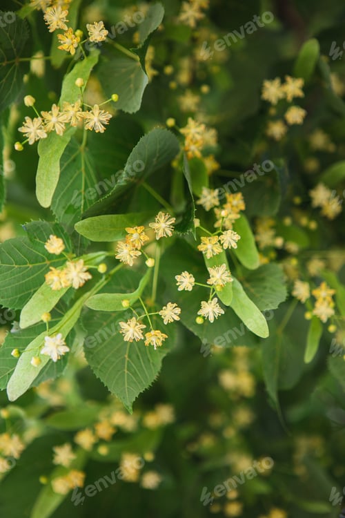 Preview: spring background with closeup of Linden tree flowers