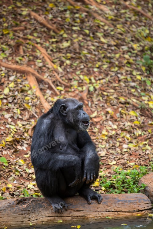 Preview: Frontal Portrait of a Young Chimpanzee