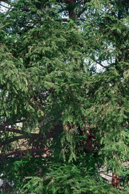 Preview: Japanese Torreya (Torreya Nucifera). Called Japanese Nutmeg-Yew And Kaya Also.