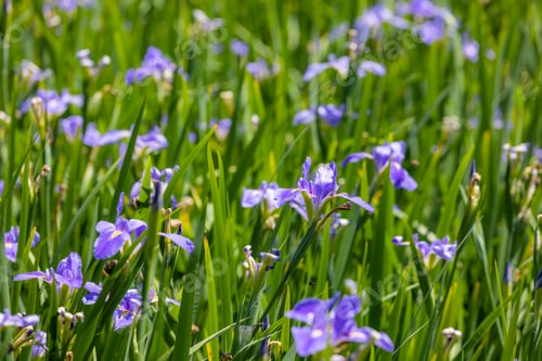 Preview: Flower garden with purple iris tectorum