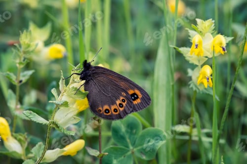Preview: Close up shot of a beautiful orange brown butterfly