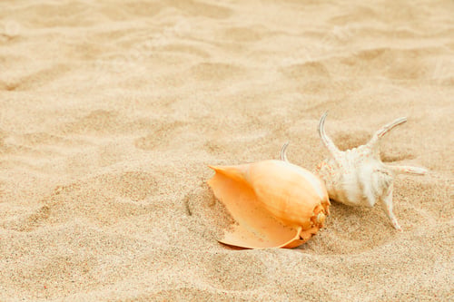 Preview: Shells are resting on the soft sand at a Bali beach