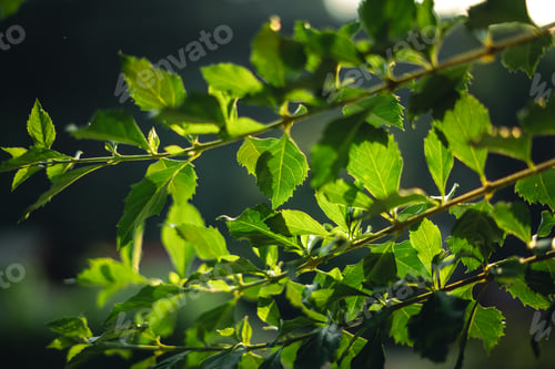 Preview: Green leaves in nature in summer,ecology wallpaper background