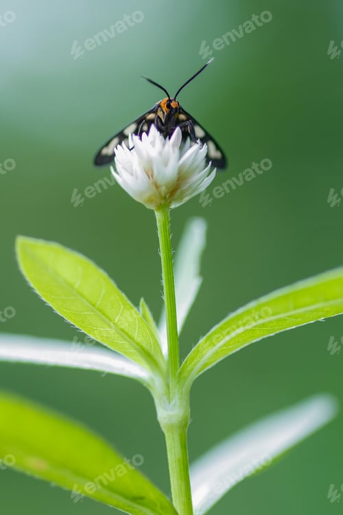 Preview: tiger moth