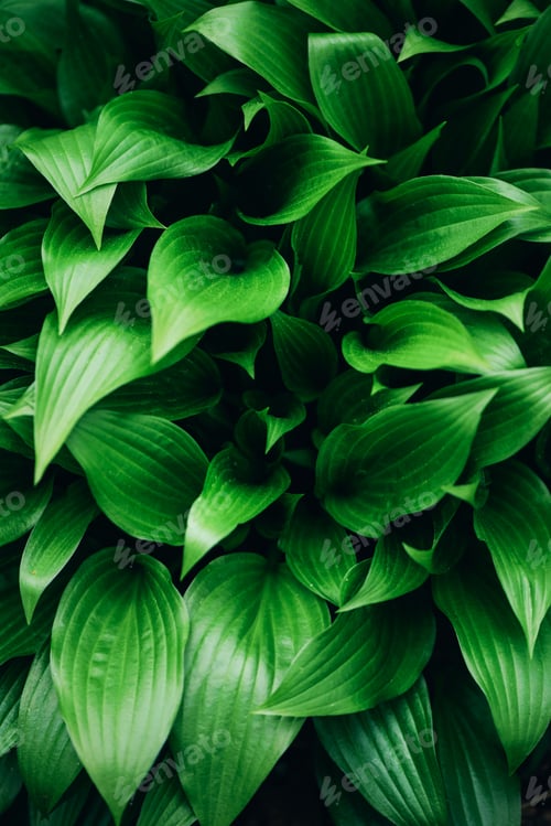 Preview: Green leaves texture. Tropical leaf background. Banner. Top view