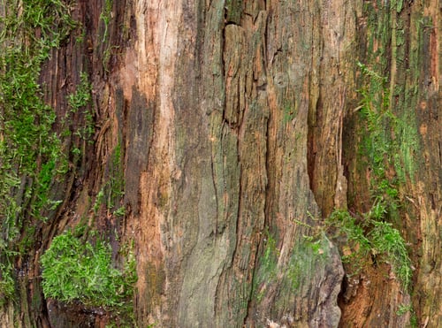 Preview: Moss and mold affect a wood panel