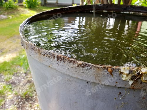 Preview: Rusty Metal Barrel Overflowing with Rainwater in Backyard, Murky Green Water with Leaves