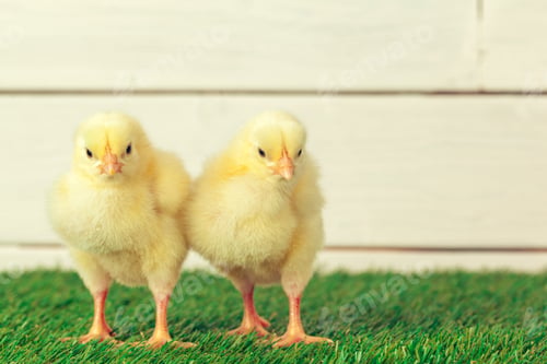 Preview: Little chicken on the grass