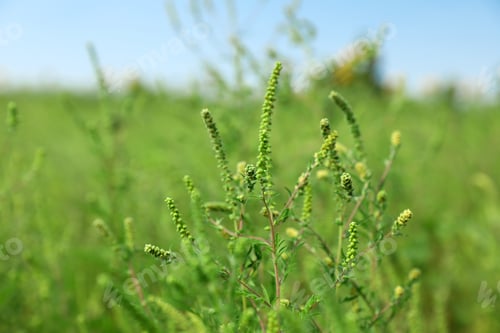 Preview: Blooming ragweed plant (Ambrosia genus) outdoors on sunny day. Seasonal allergy
