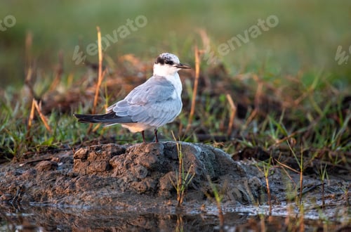 Preview: Gull billed tern