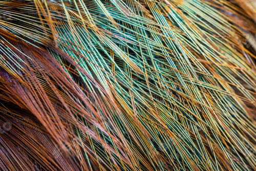 Preview: colored pheasant feathers with a visible texture. background