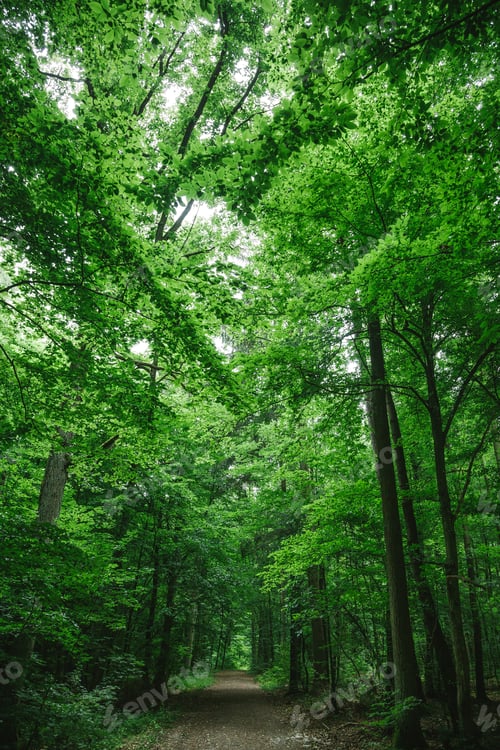Preview: path in beautiful forest, trees with green leaves in Wurzburg, Germany
