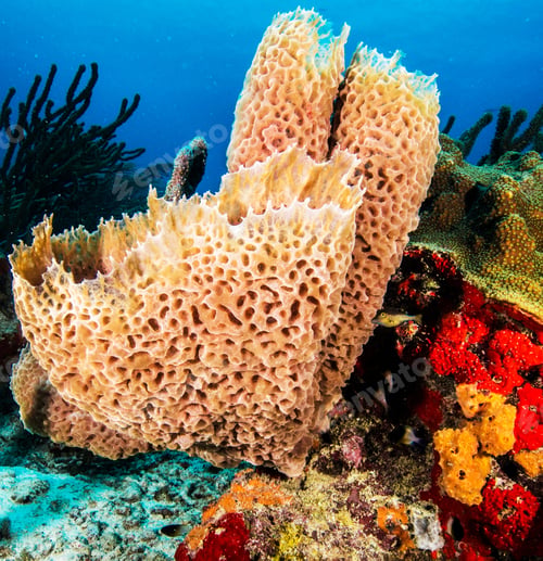 Preview: Amazing underwater world, Underwater world scene.