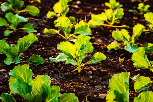 Preview: Young cabbage sprouts on the field in rows