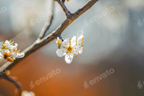 Preview: Closeup of beautiful blossoming Flowers on a tree
