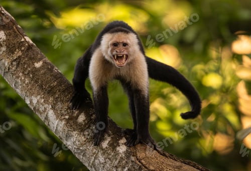 Preview: White-faced Capuchin Monkey in Costa Rica