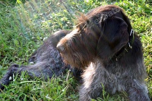 Preview: Drathaar lying on the grass in the rays of the sun