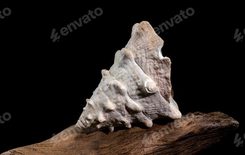 Preview: Tectus dentatus or toothed top shell on driftwood