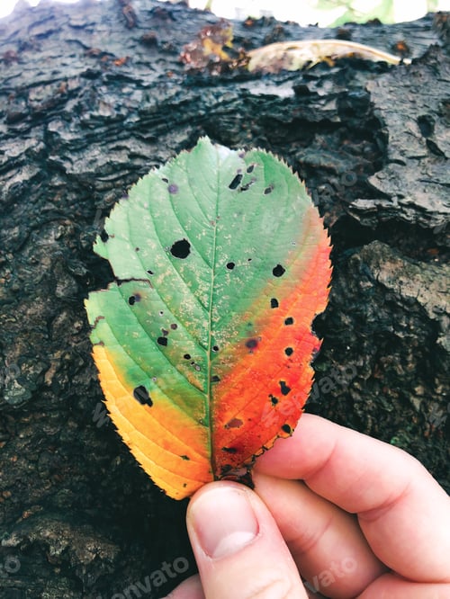 Preview: Green and red fall leaf in hand - autumn colors.