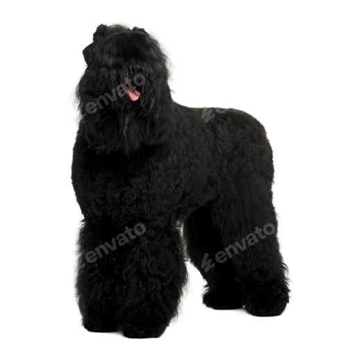 Preview: Tchiorny Terrier, 2 years old, standing in front of white background