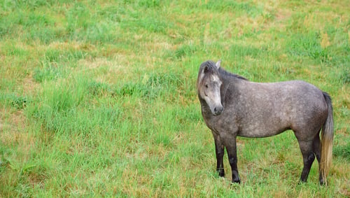 Preview: Beautiful horse - wonder of nature