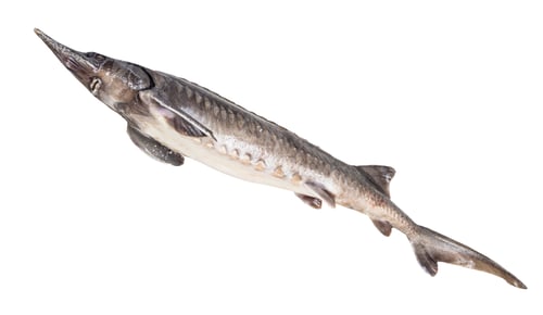 Preview: bottom view of fresh sturgeon fish isolated