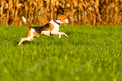 Preview: Happy dog running through a green vivid meadow towards camera.