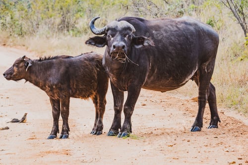 Preview: Closeup shot of a black African buffalo and its baby on a nature reserve field