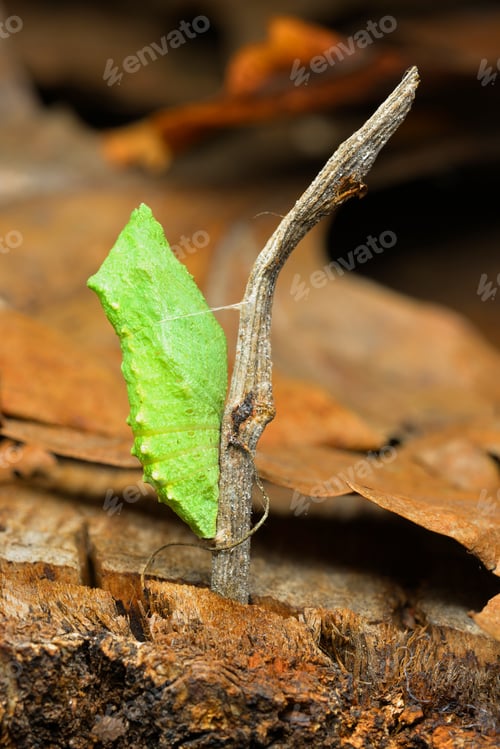 Preview: Tropical butterfly cocoons chrysalis, hanging from a twig and ready to hatch.