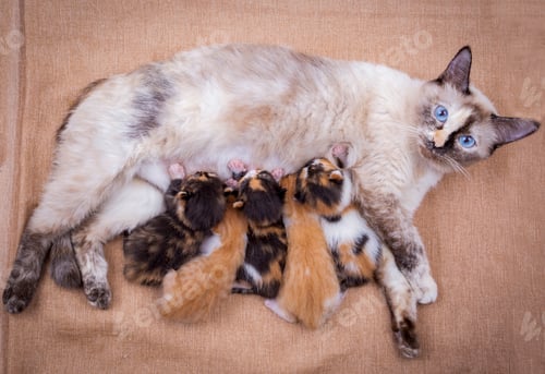 Preview: Cute kitten cat and mother cat