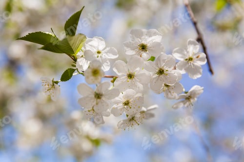Preview: Blossoming branch with cherry flowers in springtime.