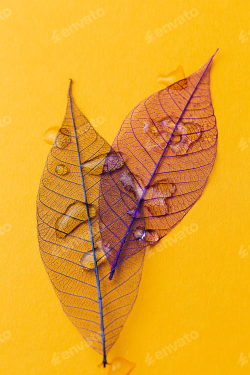 Preview: Leaf on the table