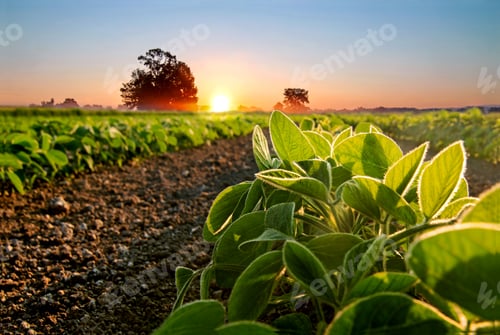 Preview: Soybean field and soy plants in early morning.