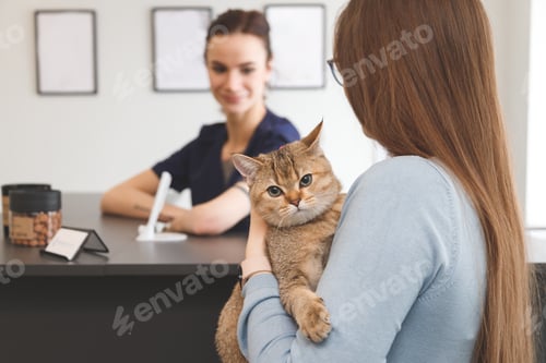 Preview: Young woman with cat at the reception in vet clinic. Animal health care concept