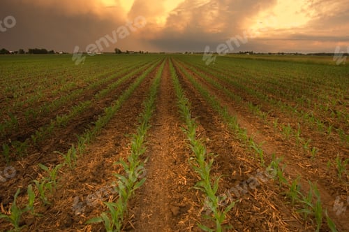 Preview: Field covered in greenery under a cloudy sky during the sunset in the evening