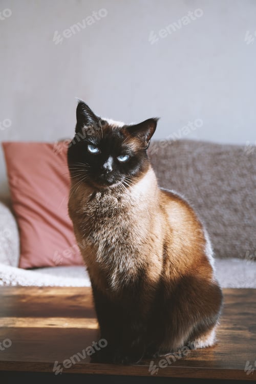 Preview: siamese cat sits on coffee table in living room