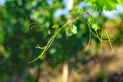 Preview: Close up of green leaves on grapes bush in a farm