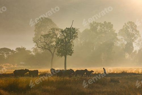 Preview: Cattle grazing in misty field with farmer and trees in soft morning light
