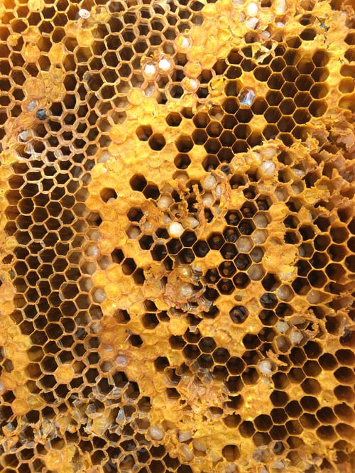 Preview: bee