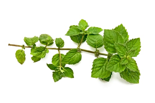 Preview: A green sprig of mint