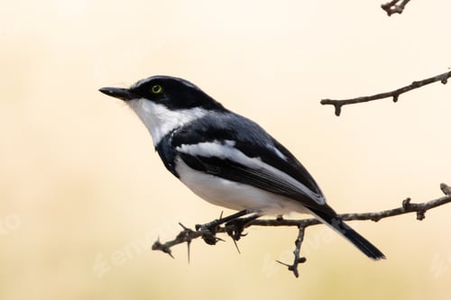 Preview: Selective focus of a Batis Molitor bird perched on a tree branch on a blurred background