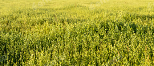 Preview: Oats Field Background. Panorama, Panoramic View