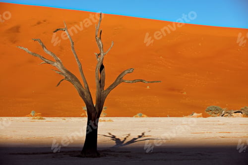 Preview: Dead camelthorn tree against red dunes and blue sky in Deadvlei, Sossusvlei, Namibia