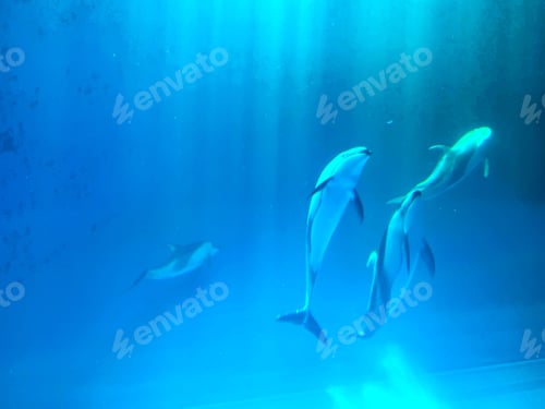 Dolphins Swim in Blue Ocean Waters