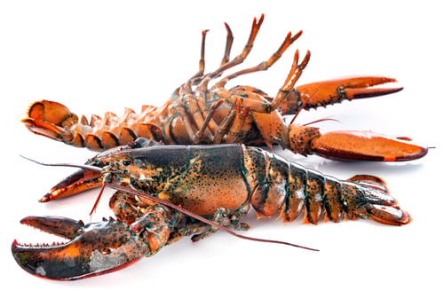 Preview: lobsters in studio