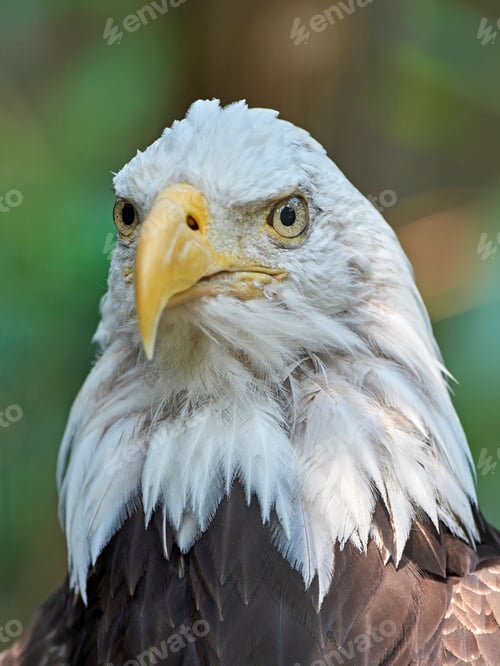 Preview: Bald eagle (Haliaeetus leucocephalus)