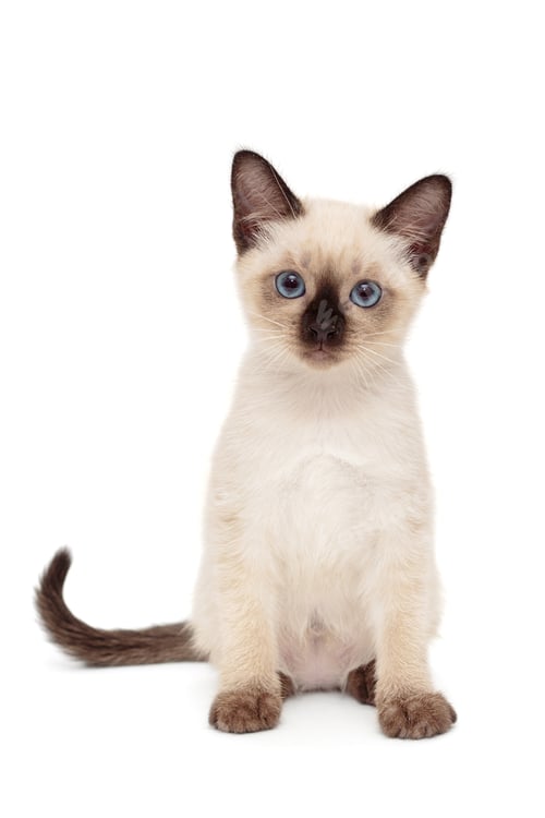 Preview: Small, funny Siamese kitten